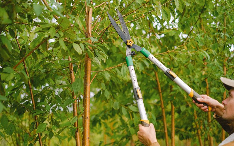 Tree trimming in Riverside, OR